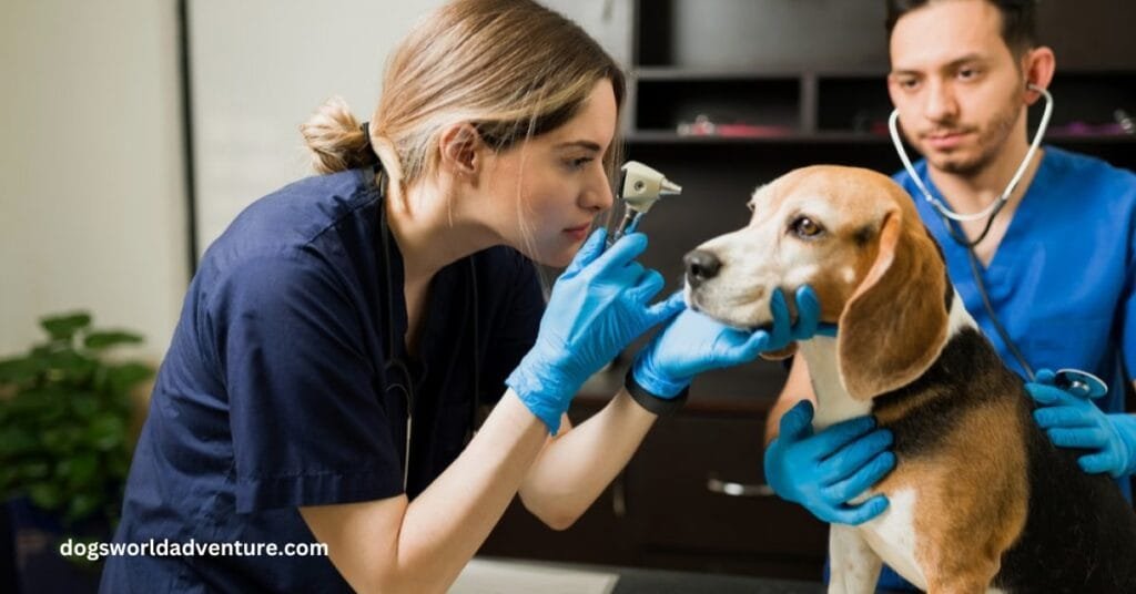 Common Health Problems in Beagles