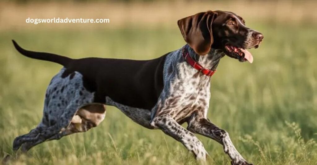 Exercise Needs for german shorthaired pointer