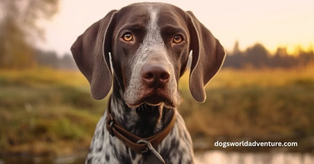 German Shorthaired Pointer Dog Breed History, Health and Care