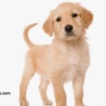 Golden Cocker Retriever Breed Information, History, Health & Care