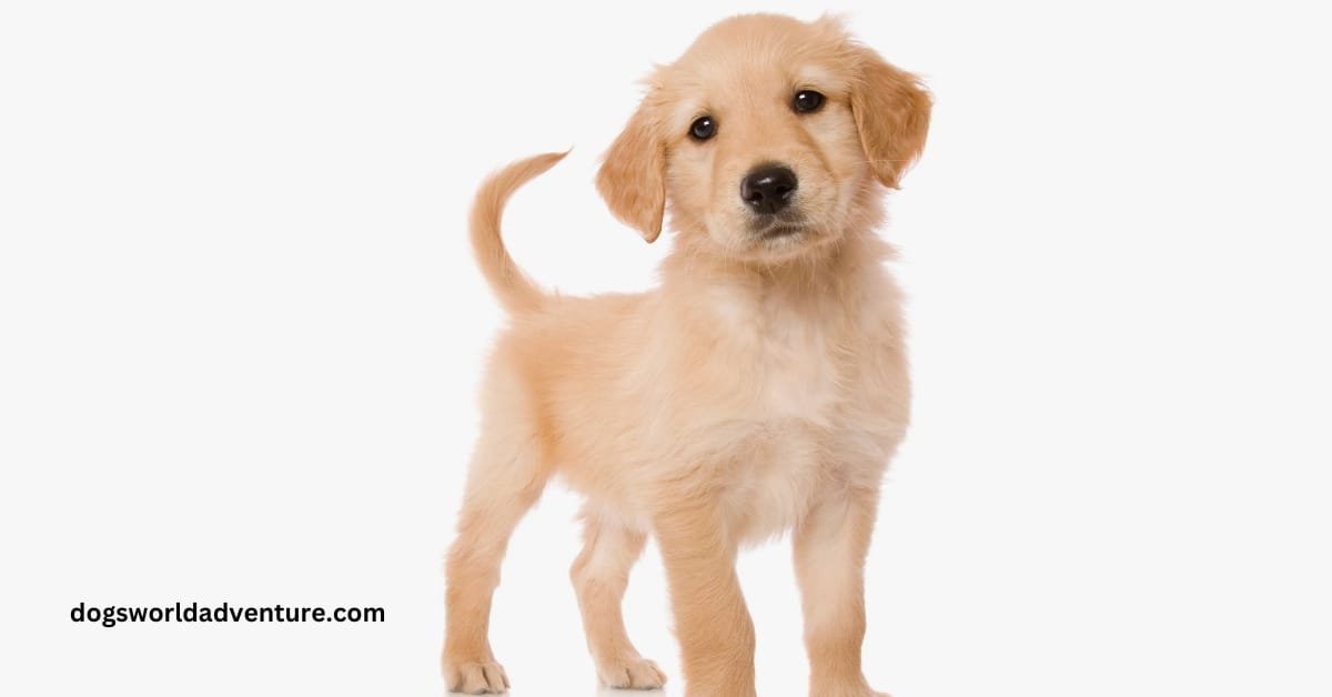 Golden Cocker Retriever Breed Information, History, Health & Care