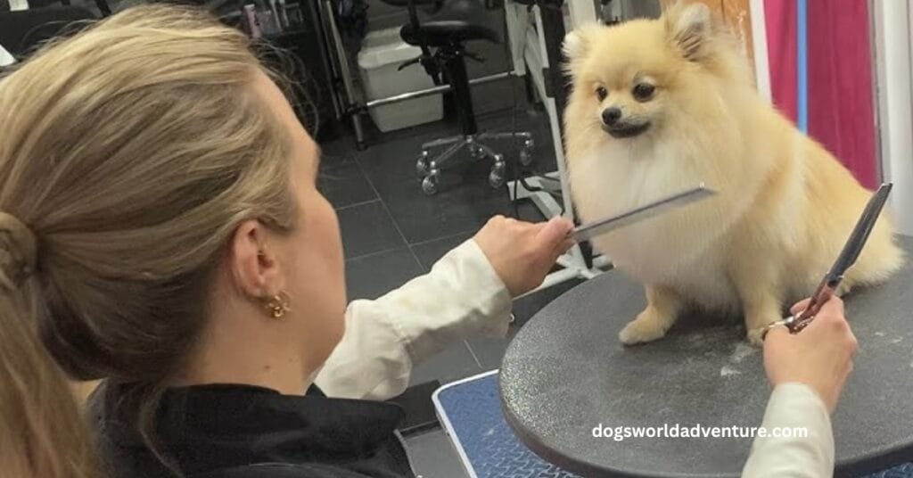How to Care for a Pomeranian