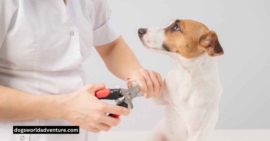 How to Trim Your Dog’s Nails Safely