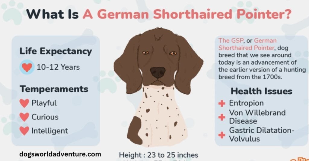 Quick Facts About German Shorthaired Pointers