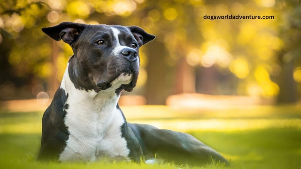 Quick Facts About the American Staffordshire Terrier