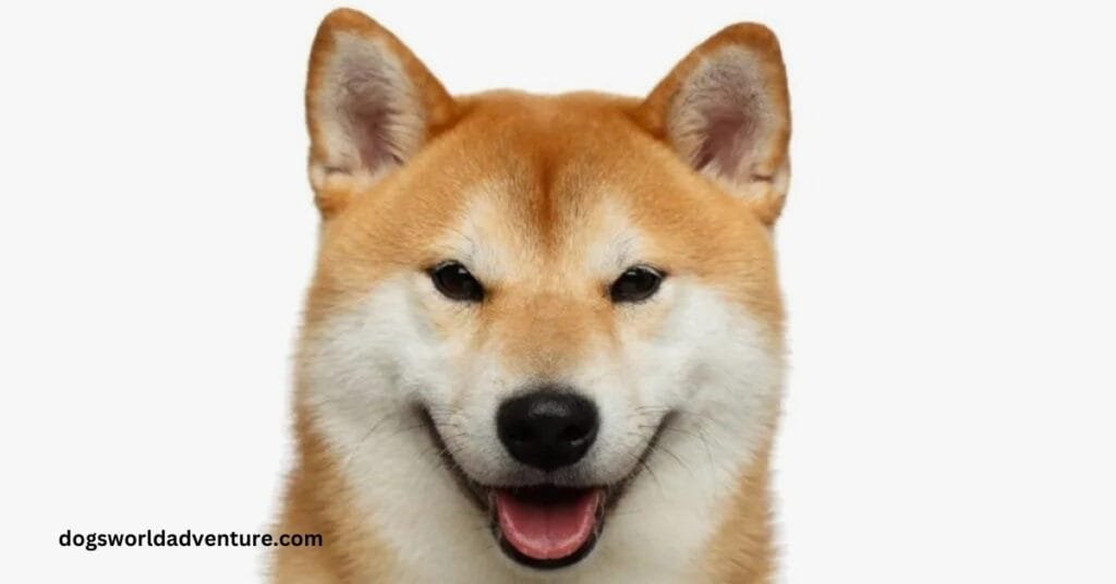 Shiba Inu Dog Breed Appearance, History, Health and Care