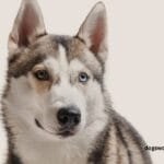 Siberian Husky