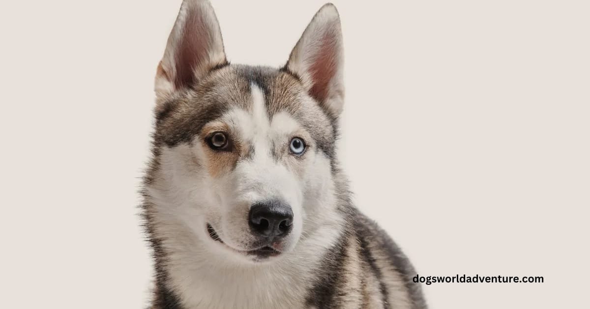 Siberian Husky