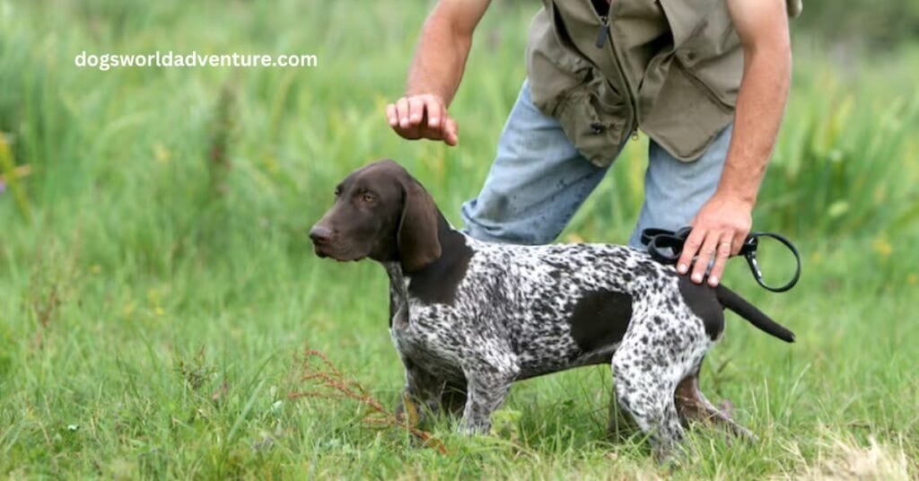 Socializing Your German Shorthaired Pointer