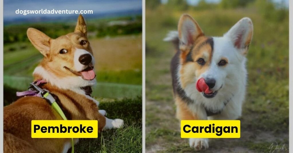 The Pembroke Welsh Corgi vs. the Cardigan Welsh Corgi