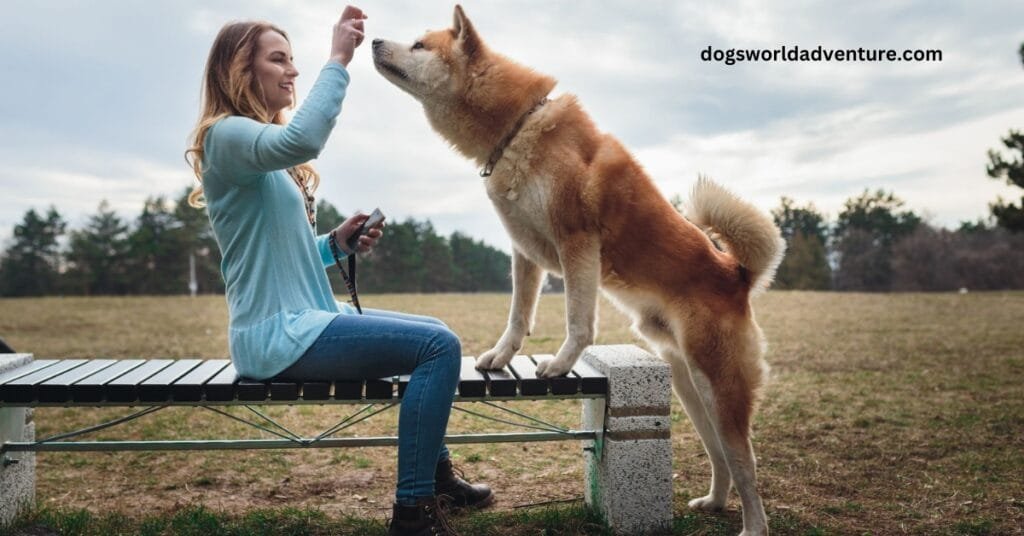 The Personality of the Akita Pit