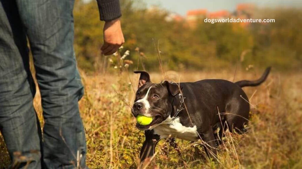 Training Your American Staffordshire Terrier