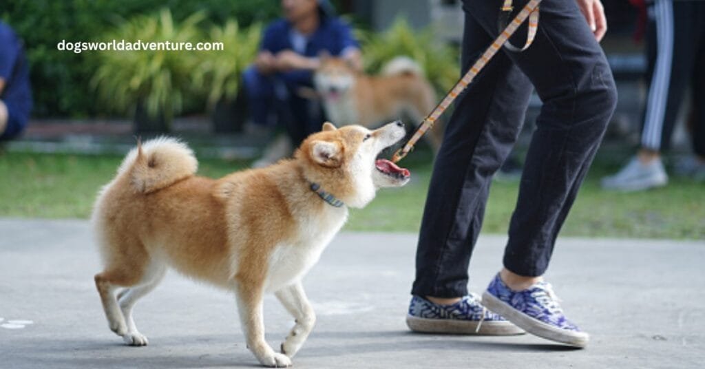 Training a Shiba Inu