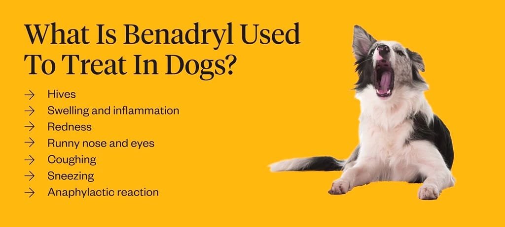 What Does Benadryl Treat in Dogs