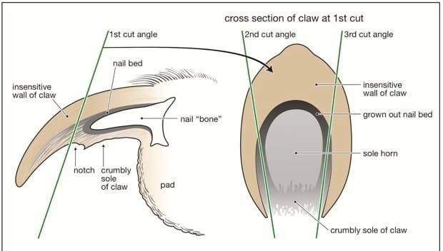 Why Dog Nail Care Is Important