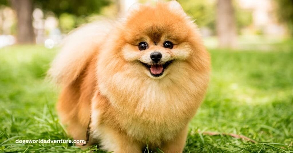 Why Pomeranians Make Great Pets
