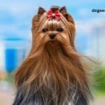 Yorkshire Terrier (Yorkie) Dog Breed Information and Care