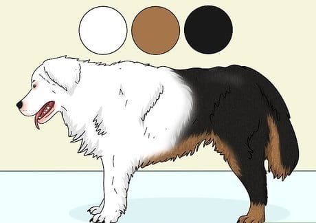 bernese mountain dog color