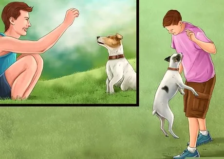 6. Training Your Russell Terrier: Tips and Techniques