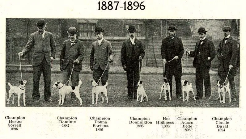 1. Understanding the Russell Terrier: Breed Overview and History