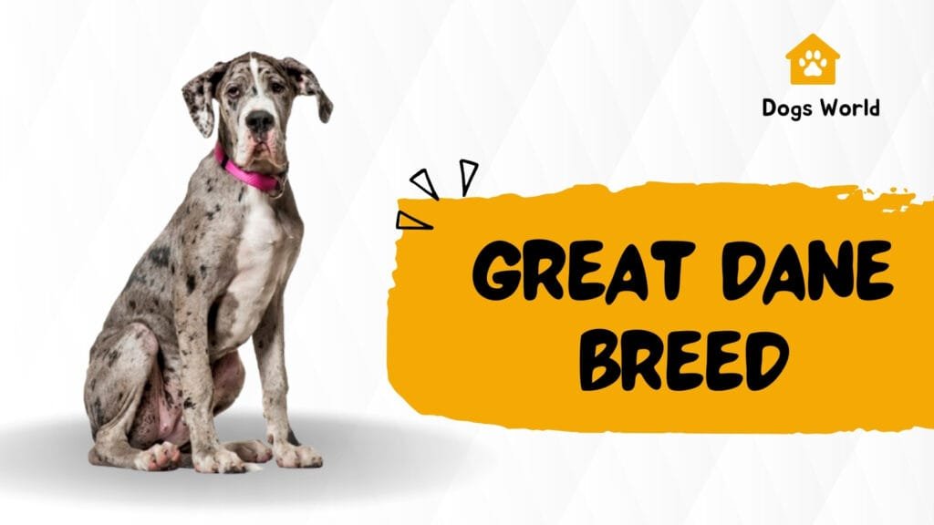 Great Dane Dog Breed Information, Characteristics & Care