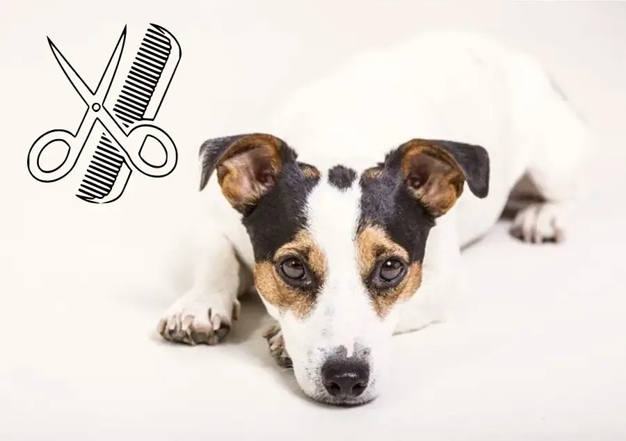 Grooming the Russell Terrier