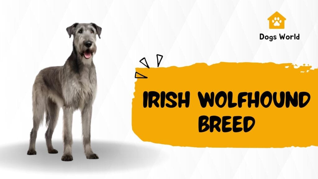 Irish Wolfhound