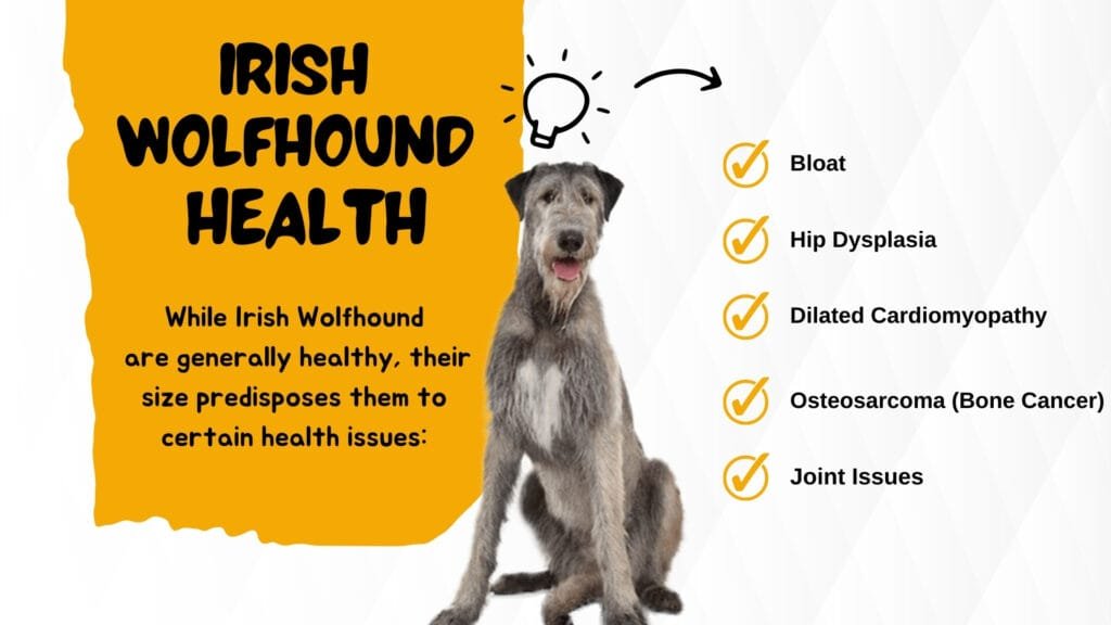 Irish Wolfhound Health Issues