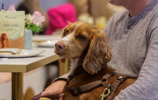 Personality and Temperament of the Cocker Spaniel