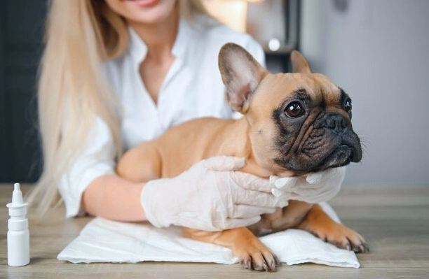 4. How to Care for a French Bulldog