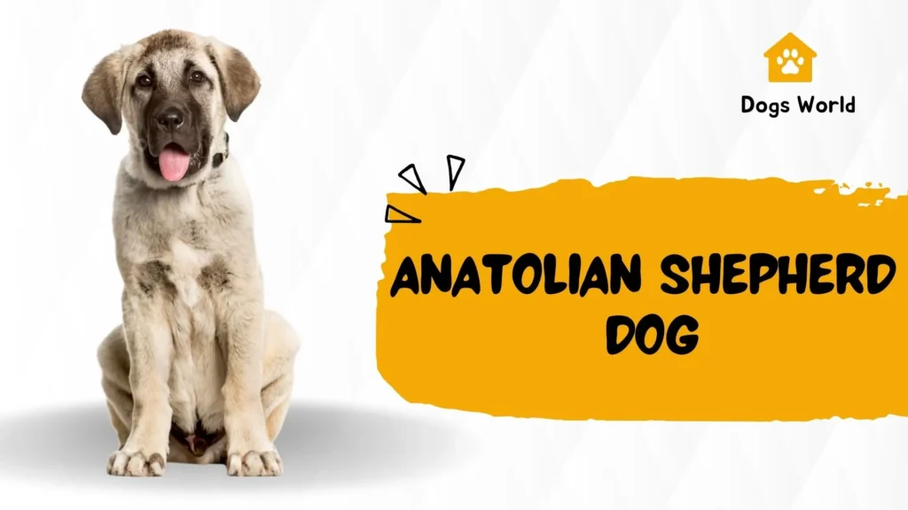 Anatolian Shepherd Dog