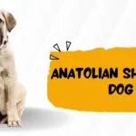 Anatolian Shepherd Dog