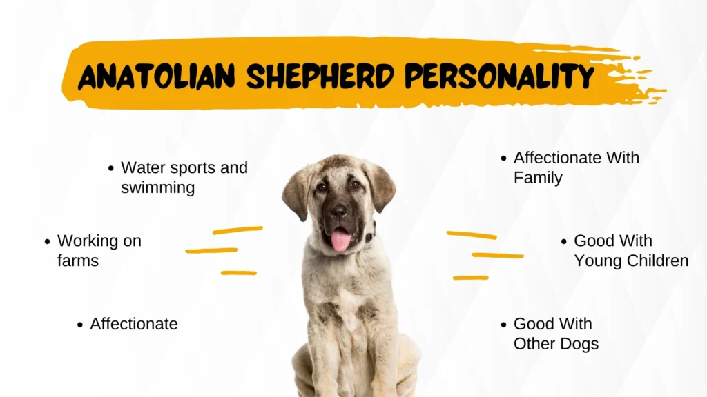 Anatolian Shepherd personality