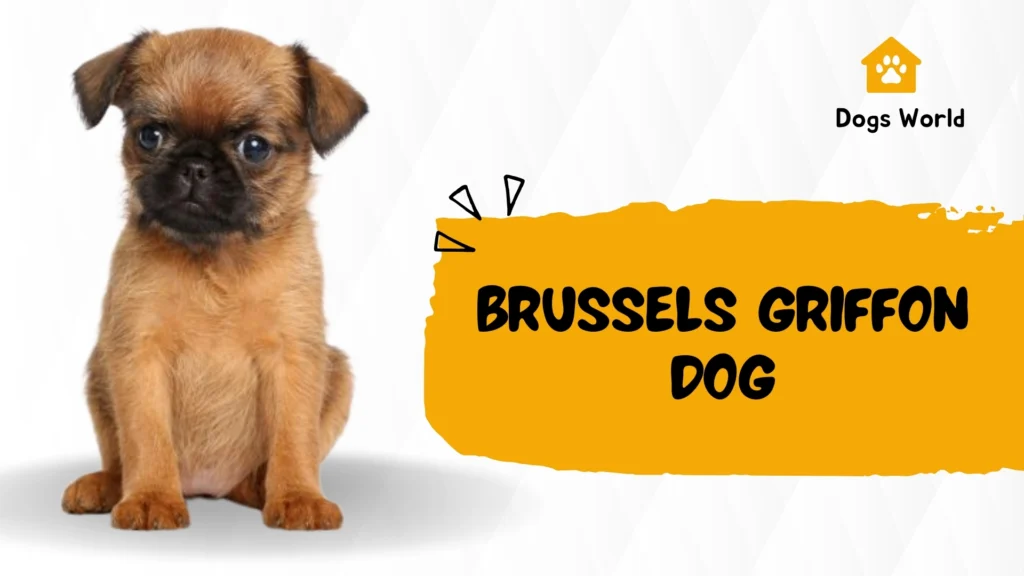 Brussels Griffon
