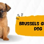 Brussels Griffon