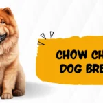 Chow Chow